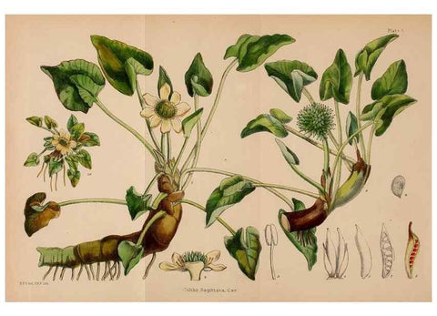 Reproducción/Reproduction 22412868755: Illustrations of the flowering plants and ferns of the Falkland Islands,. London,L. Reeve & Co.,1921.