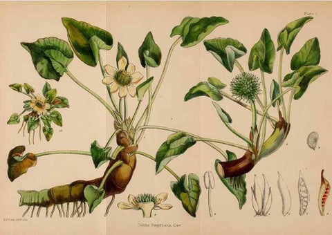 Reproducción/Reproduction 22412868755: Illustrations of the flowering plants and ferns of the Falkland Islands,. London,L. Reeve & Co.,1921.