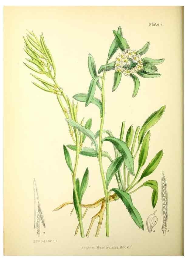 Reproducción/Reproduction 21791765653: Illustrations of the flowering plants and ferns of the Falkland Islands,. London,L. Reeve & Co.,1921.