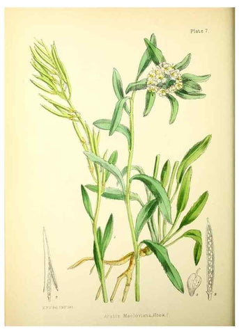 Reproducción/Reproduction 21791765653: Illustrations of the flowering plants and ferns of the Falkland Islands,. London,L. Reeve & Co.,1921.
