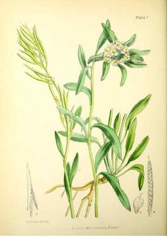 Reproducción/Reproduction 21791765653: Illustrations of the flowering plants and ferns of the Falkland Islands,. London,L. Reeve & Co.,1921.