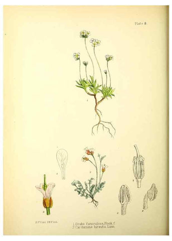 Reproducción/Reproduction 22412873805: Illustrations of the flowering plants and ferns of the Falkland Islands,. London,L. Reeve & Co.,1921.
