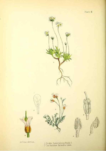 Reproducción/Reproduction 22412873805: Illustrations of the flowering plants and ferns of the Falkland Islands,. London,L. Reeve & Co.,1921.