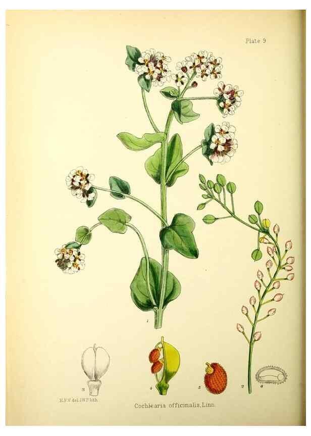 Reproducción/Reproduction 22399686562: Illustrations of the flowering plants and ferns of the Falkland Islands,. London,L. Reeve & Co.,1921.