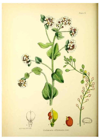 Reproducción/Reproduction 22399686562: Illustrations of the flowering plants and ferns of the Falkland Islands,. London,L. Reeve & Co.,1921.