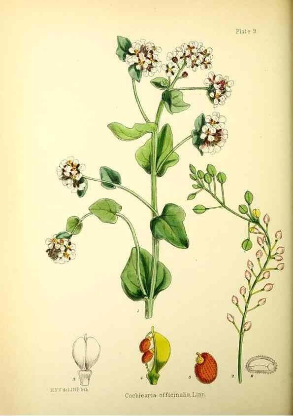 Reproducción/Reproduction 22399686562: Illustrations of the flowering plants and ferns of the Falkland Islands,. London,L. Reeve & Co.,1921.