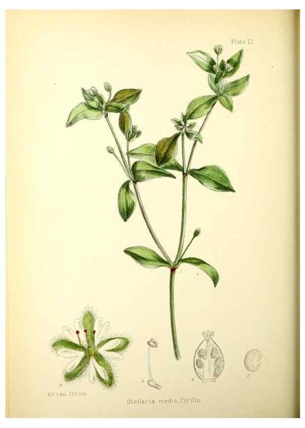 Reproducción/Reproduction 21791779533: Illustrations of the flowering plants and ferns of the Falkland Islands,. London,L. Reeve & Co.,1921.