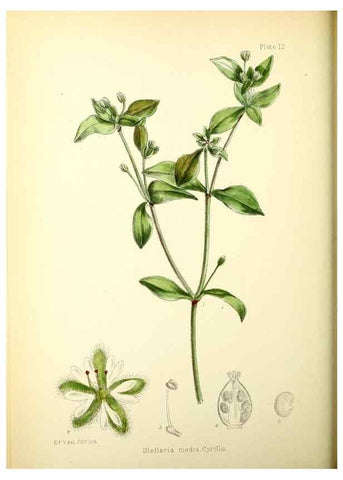 Reproducción/Reproduction 21791779533: Illustrations of the flowering plants and ferns of the Falkland Islands,. London,L. Reeve & Co.,1921.