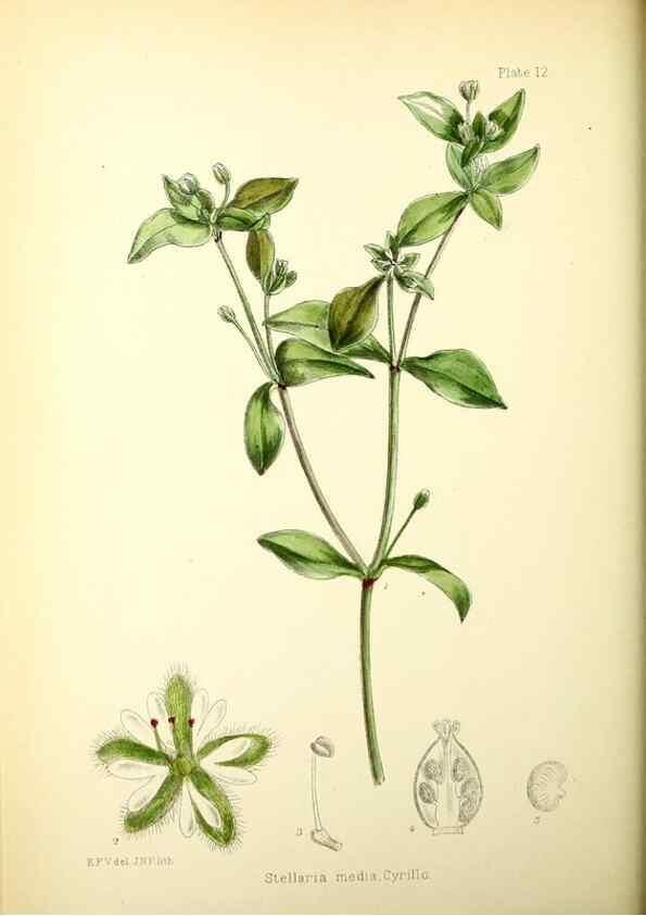 Reproducción/Reproduction 21791779533: Illustrations of the flowering plants and ferns of the Falkland Islands,. London,L. Reeve & Co.,1921.