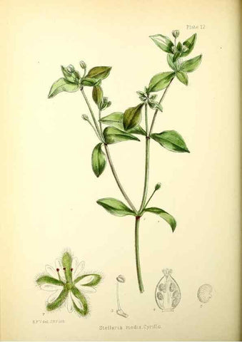 Reproducción/Reproduction 21791779533: Illustrations of the flowering plants and ferns of the Falkland Islands,. London,L. Reeve & Co.,1921.