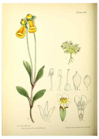 Reproducción/Reproduction 22423828851: Illustrations of the flowering plants and ferns of the Falkland Islands,. London,L. Reeve & Co.,1921.