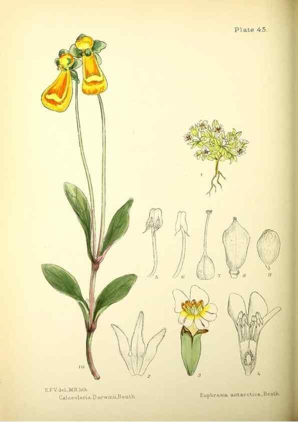 Reproducción/Reproduction 22423828851: Illustrations of the flowering plants and ferns of the Falkland Islands,. London,L. Reeve & Co.,1921.