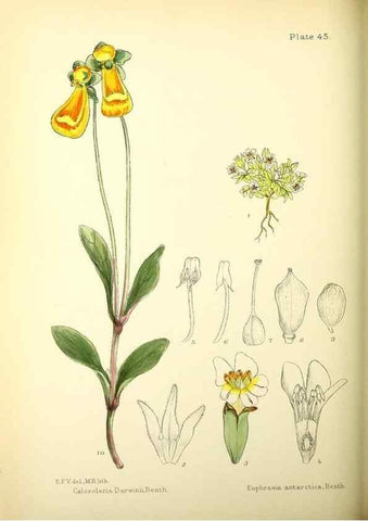Reproducción/Reproduction 22423828851: Illustrations of the flowering plants and ferns of the Falkland Islands,. London,L. Reeve & Co.,1921.