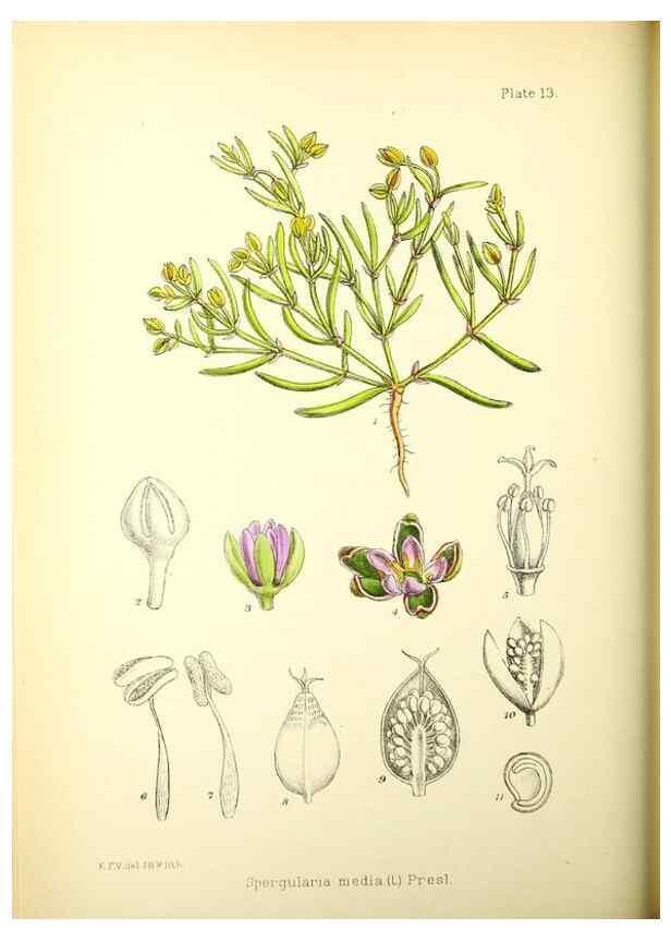 Reproducción/Reproduction 21790137354: Illustrations of the flowering plants and ferns of the Falkland Islands,. London,L. Reeve & Co.,1921.