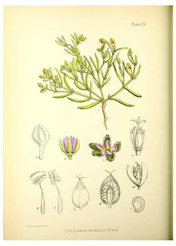 Reproducción/Reproduction 21790137354: Illustrations of the flowering plants and ferns of the Falkland Islands,. London,L. Reeve & Co.,1921.