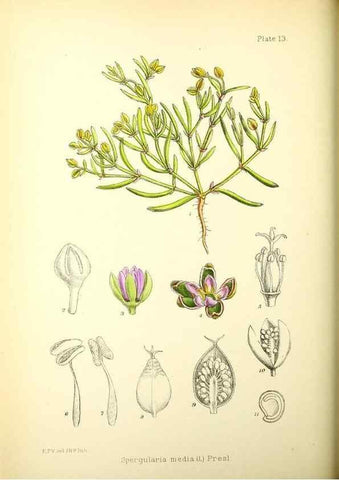 Reproducción/Reproduction 21790137354: Illustrations of the flowering plants and ferns of the Falkland Islands,. London,L. Reeve & Co.,1921.