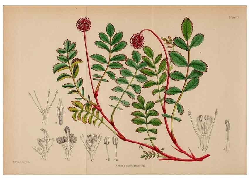 Reproducción/Reproduction 21791794623: Illustrations of the flowering plants and ferns of the Falkland Islands,. London,L. Reeve & Co.,1921.