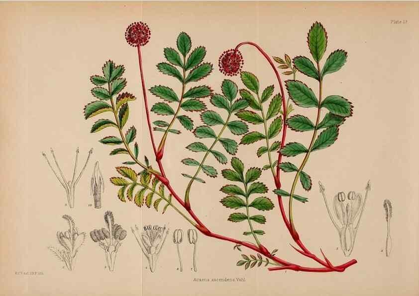 Reproducción/Reproduction 21791794623: Illustrations of the flowering plants and ferns of the Falkland Islands,. London,L. Reeve & Co.,1921.