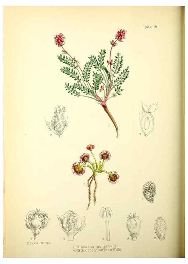 Reproducción/Reproduction 22423754811: Illustrations of the flowering plants and ferns of the Falkland Islands,. London,L. Reeve & Co.,1921.