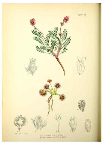 Reproducción/Reproduction 22423754811: Illustrations of the flowering plants and ferns of the Falkland Islands,. London,L. Reeve & Co.,1921.