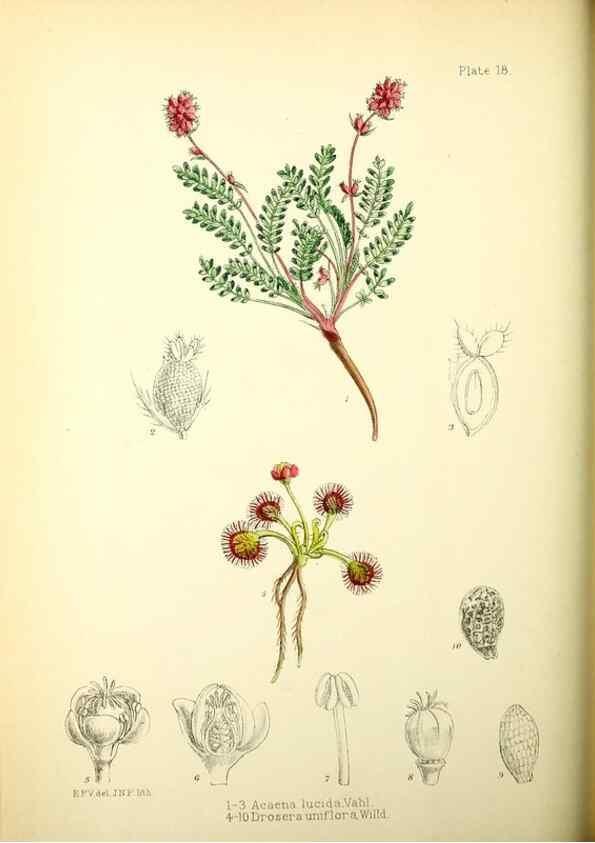 Reproducción/Reproduction 22423754811: Illustrations of the flowering plants and ferns of the Falkland Islands,. London,L. Reeve & Co.,1921.