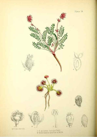 Reproducción/Reproduction 22423754811: Illustrations of the flowering plants and ferns of the Falkland Islands,. London,L. Reeve & Co.,1921.