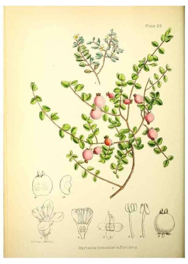 Reproducción/Reproduction 22423761871: Illustrations of the flowering plants and ferns of the Falkland Islands,. London,L. Reeve & Co.,1921.
