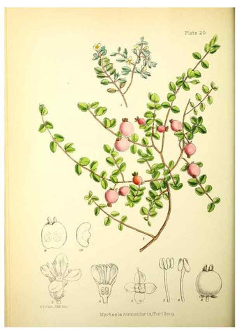 Reproducción/Reproduction 22423761871: Illustrations of the flowering plants and ferns of the Falkland Islands,. London,L. Reeve & Co.,1921.