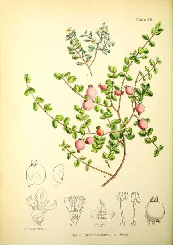 Reproducción/Reproduction 22423761871: Illustrations of the flowering plants and ferns of the Falkland Islands,. London,L. Reeve & Co.,1921.