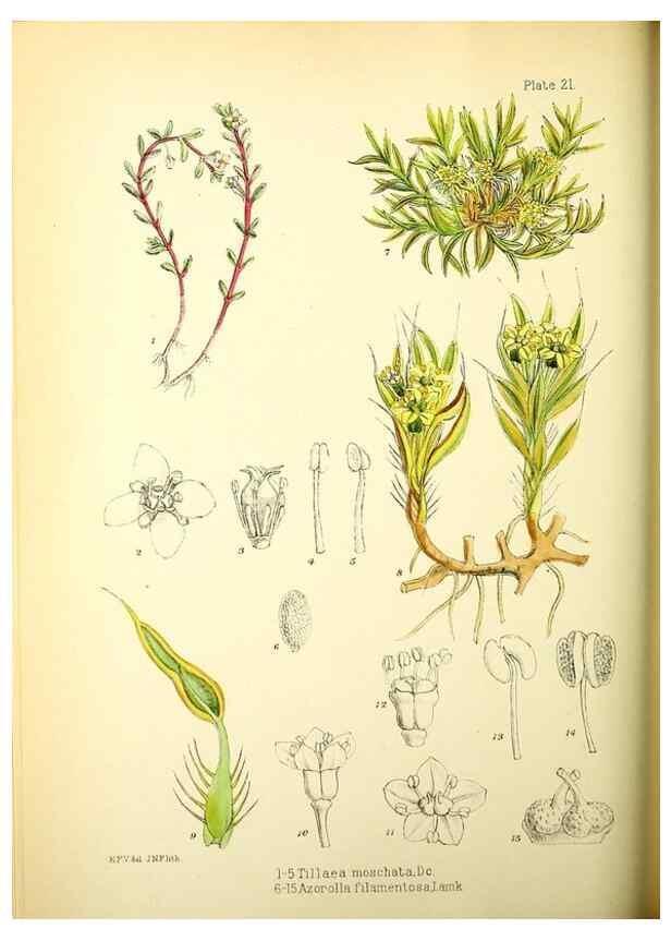 Reproducción/Reproduction 22399726132: Illustrations of the flowering plants and ferns of the Falkland Islands,. London,L. Reeve & Co.,1921.