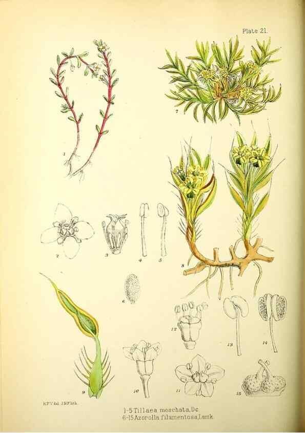 Reproducción/Reproduction 22399726132: Illustrations of the flowering plants and ferns of the Falkland Islands,. London,L. Reeve & Co.,1921.