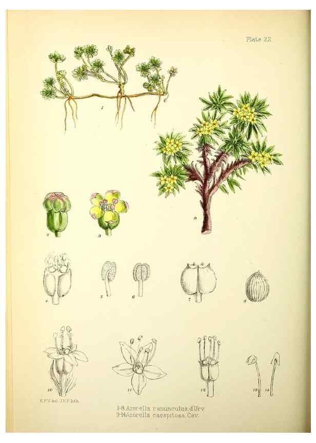 Reproducción/Reproduction 22226110459: Illustrations of the flowering plants and ferns of the Falkland Islands,. London,L. Reeve & Co.,1921.
