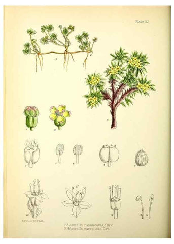 Reproducción/Reproduction 22226110459: Illustrations of the flowering plants and ferns of the Falkland Islands,. London,L. Reeve & Co.,1921.