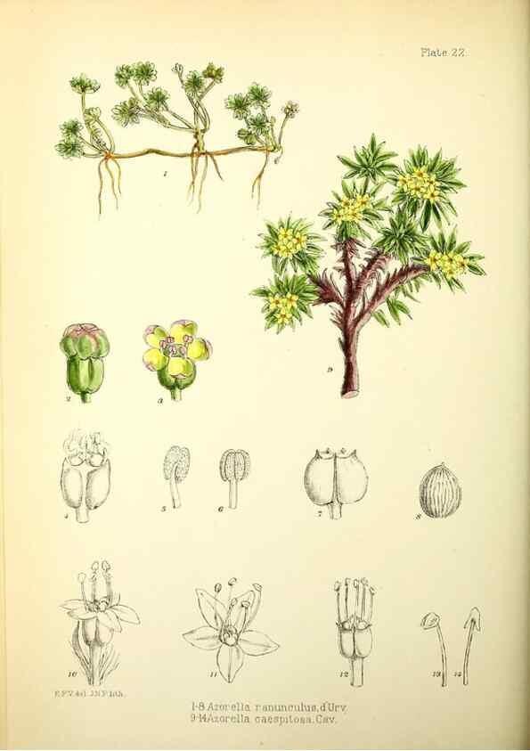 Reproducción/Reproduction 22226110459: Illustrations of the flowering plants and ferns of the Falkland Islands,. London,L. Reeve & Co.,1921.