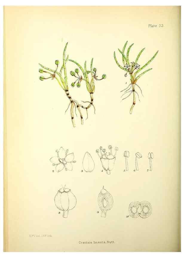 Reproducción/Reproduction 21791814153: Illustrations of the flowering plants and ferns of the Falkland Islands,. London,L. Reeve & Co.,1921.