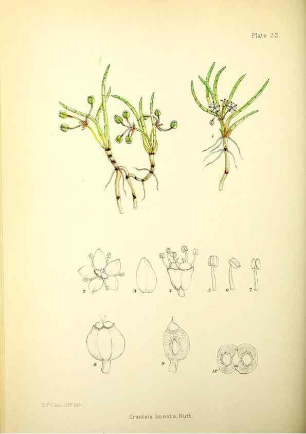 Reproducción/Reproduction 21791814153: Illustrations of the flowering plants and ferns of the Falkland Islands,. London,L. Reeve & Co.,1921.