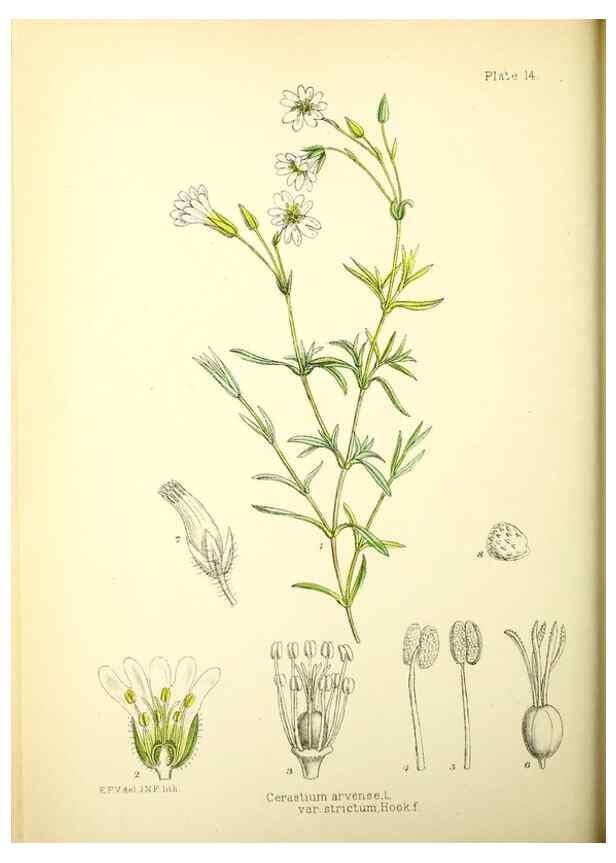 Reproducción/Reproduction 22225177398: Illustrations of the flowering plants and ferns of the Falkland Islands,. London,L. Reeve & Co.,1921.
