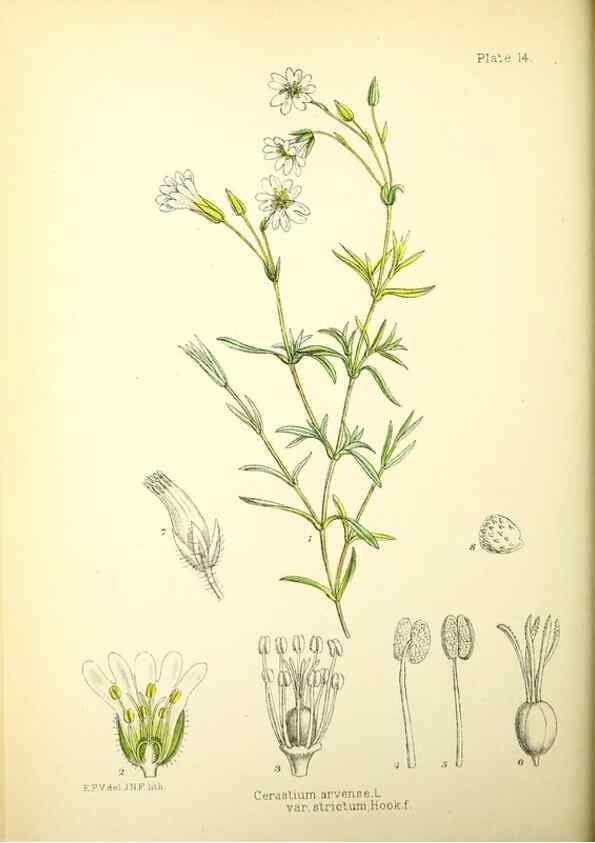Reproducción/Reproduction 22225177398: Illustrations of the flowering plants and ferns of the Falkland Islands,. London,L. Reeve & Co.,1921.