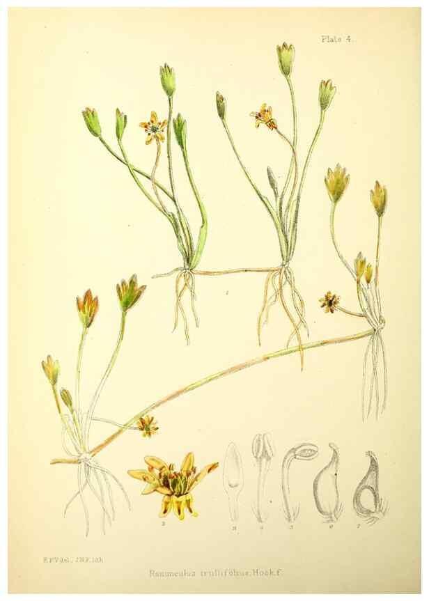 Reproducción/Reproduction 22224896770: Illustrations of the flowering plants and ferns of the Falkland Islands,. London,L. Reeve & Co.,1921.