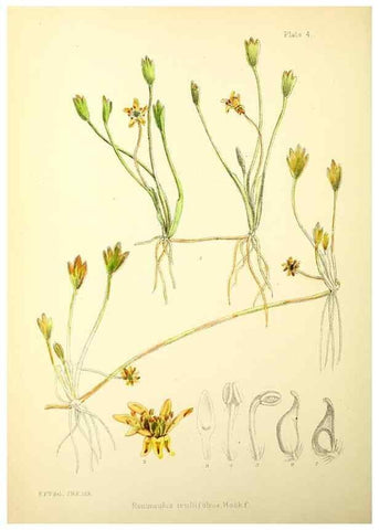Reproducción/Reproduction 22224896770: Illustrations of the flowering plants and ferns of the Falkland Islands,. London,L. Reeve & Co.,1921.