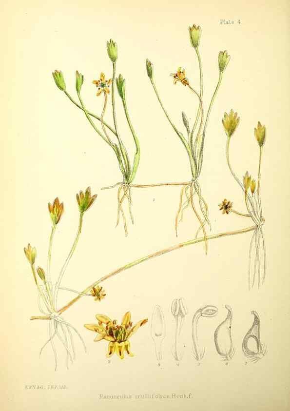 Reproducción/Reproduction 22224896770: Illustrations of the flowering plants and ferns of the Falkland Islands,. London,L. Reeve & Co.,1921.