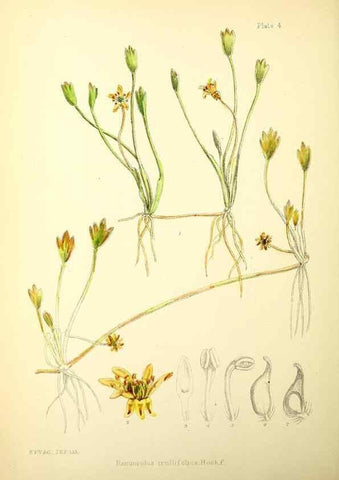 Reproducción/Reproduction 22224896770: Illustrations of the flowering plants and ferns of the Falkland Islands,. London,L. Reeve & Co.,1921.