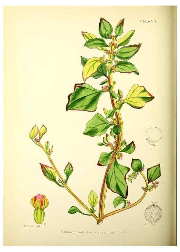 Reproducción/Reproduction 21791886103: Illustrations of the flowering plants and ferns of the Falkland Islands,. London,L. Reeve & Co.,1921.