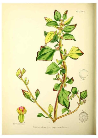 Reproducción/Reproduction 21791886103: Illustrations of the flowering plants and ferns of the Falkland Islands,. London,L. Reeve & Co.,1921.