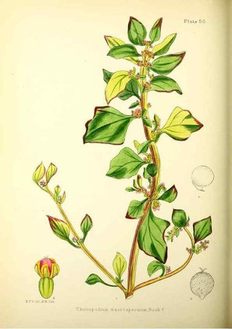 Reproducción/Reproduction 21791886103: Illustrations of the flowering plants and ferns of the Falkland Islands,. London,L. Reeve & Co.,1921.