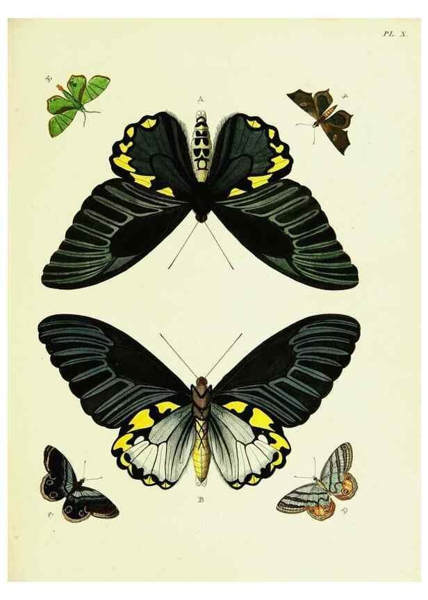 Reproducción/Reproduction 21985742014: De uitlandsche kapellen voorkomende in de drie waereld-deelen, Asia, Africa en America,. Amsteldam,Chez S. J. Baalde;1779-1782.