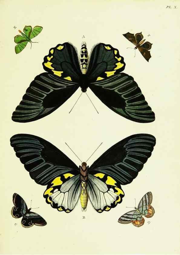 Reproducción/Reproduction 21985742014: De uitlandsche kapellen voorkomende in de drie waereld-deelen, Asia, Africa en America,. Amsteldam,Chez S. J. Baalde;1779-1782.