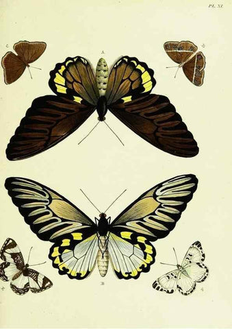 Reproducción/Reproduction 22582513306: De uitlandsche kapellen voorkomende in de drie waereld-deelen, Asia, Africa en America,. Amsteldam,Chez S. J. Baalde;1779-1782.