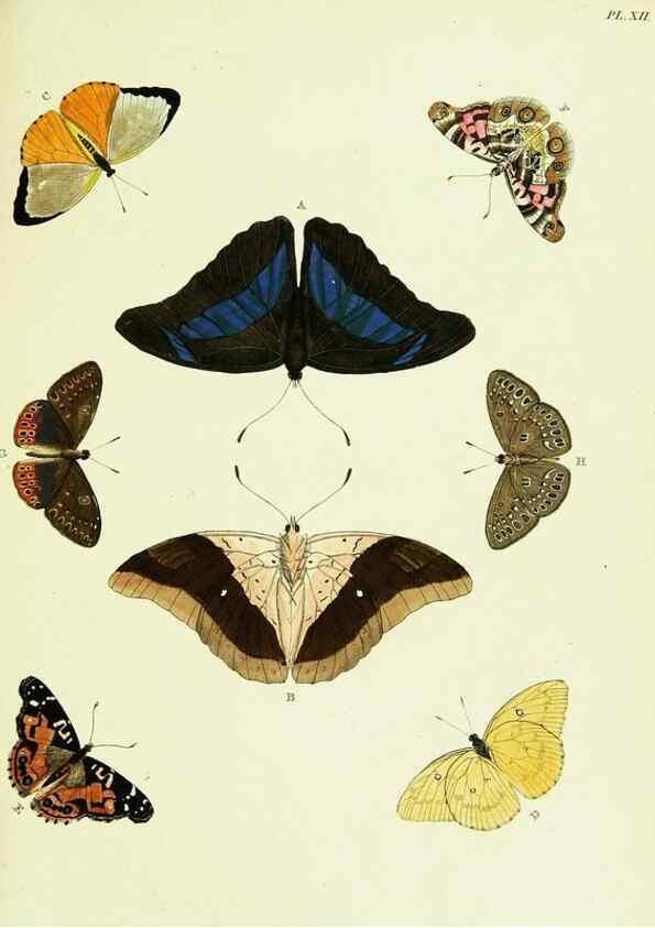 Reproducción/Reproduction 22608527285: De uitlandsche kapellen voorkomende in de drie waereld-deelen, Asia, Africa en America,. Amsteldam,Chez S. J. Baalde;1779-1782.