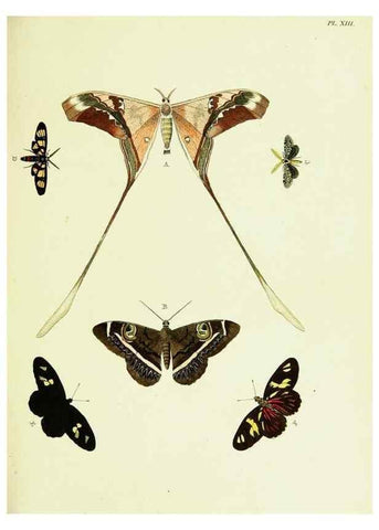 Reproducción/Reproduction 22619746241: De uitlandsche kapellen voorkomende in de drie waereld-deelen, Asia, Africa en America,. Amsteldam,Chez S. J. Baalde;1779-1782.